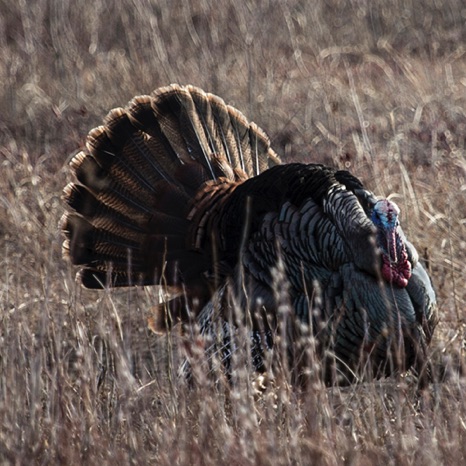 Wild Turkey - NHP220